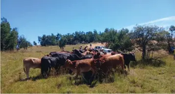  ?? ?? ▲ Mkhulu Million Silindza is elated after the Royal Eswatini Police Service (REPS) acted promptly and recovered 22 of his stolen cattle in South Africa.