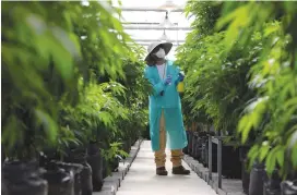  ?? (Amir Cohen/Reuters) ?? AN EMPLOYEE TENDS to medical cannabis. Together Pharma produces 80 tons of cannabis annually.