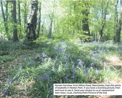  ??  ?? Noreen Kershaw, from Milton Road, Manchester, took this photo of bluebells in Heaton Park. If you have a stunning picture, then we’d love to see it. Send your photos to us at viewpoints@ men-news. co.uk, marking them Picture of the Day