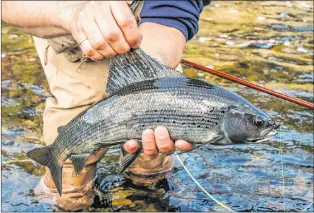  ?? PAUL SMITH PHOTOS ?? That is a tasty Arctic grayling.