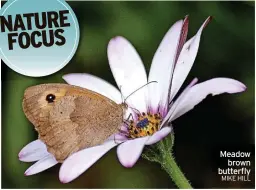  ?? MIKE HILL ?? Meadow brown butterfly