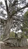  ?? MATT DAHLSEID/THE NEW MEXICAN ?? The branch of a juniper tree follows along the ground before making an unnatural 90-degree turn toward the sky on the property of Stephanie Levy and James Mason in Eldorado. The couple says the tree was modified by Native Americans hundreds of years ago.