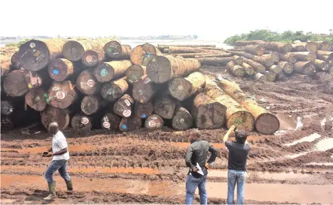  ?? —Nforngwa/Africa Assignment­s photo ?? Logs at Douala port in Cameroon waiting to be shipped abroad.