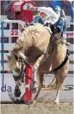  ?? Photos: Colleen De Neve/Calgary Herald ?? Bareback rider Steven Peebles held on tight as he rode Raggedy Ann for a score of 87.50 points.