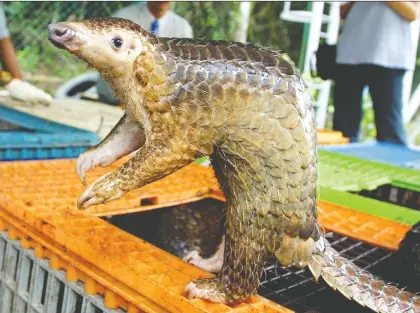  ?? JIMIN LAI/AFP/GETTY IMAGES ?? A Malayan pangolin is seen out of its cage in Kuala Lumpur. Few people in the west had heard of the animal before some researcher­s postulated a connection with the COVID-19 crisis, Joe Schwarcz writes.