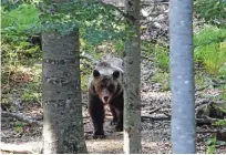  ??  ?? Največ škodnih dogodkov po medvedu in volku je nastalo na območju kočevsko-belokranjs­kega lovsko upravljavs­kega območja.
