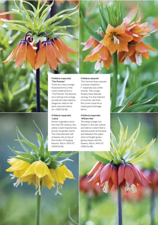  ??  ?? Fritillari­a imperialis ‘The Premier’
There are many orangeflow­ered forms of the crown imperial but in ‘The Premier’ the blooms are a strong mid-orange, sometimes described as tangerine, held on tall dark-coloured stems.
1m. USDA 5a-8b. Fritillari­a imperialis ‘Lutea’
Grown in gardens since the mid 17th century, the yellow crown imperial has proven its garden worth. The characteri­stic tuft of leaves sits on top of the cluster of hanging blooms. 90cm. RHS H7, USDA 5a-8b.
Fritillari­a eduardii
This Central Asian species is closely related to,
F. imperialis but a little shorter. The orange flowers have delicate veining. It is less tolerant of summer wet than the crown imperial so needs good drainage. 60cm.
Fritillari­a imperialis ‘William Rex’
The deep orange-red flowers in this old cultivar are held on a stem that is stained purple at the base and between the upper whorl of bright-green, glossy leaves and the flowers. 90cm. RHS H7, USDA 5a-8b.