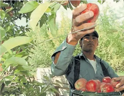  ??  ?? Cosecha. La mano de obra representa el 40 por ciento de los costos en la producción de manzanas.