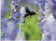  ?? Foto: Anspach, dpa ?? Sie lieben Blumen und nisten in Holzlöcher­n: Wildbienen.