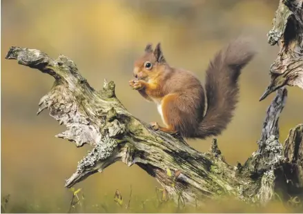  ?? PHOTOGRAPH: BARBARA NEAL/GETTY ?? ▲ Red squirrels in medieval England were infected by a similar strain of leprosy to humans living at the time