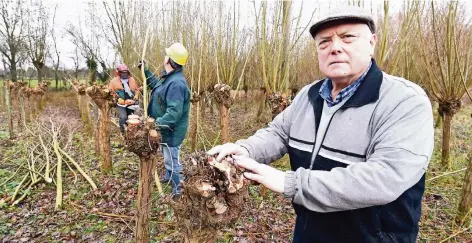  ?? RP-FOTO: JÖRG KNAPPE ?? Bernd Rosenkranz (re.) kümmert sich seit mehr als 50 Jahren auf dem Landschaft­shof Baerlo um die Pflege der Kopfweiden. Bert Hotopp (li.) führt an diesem Vormittag die Kettensäge. Freiwillig­e dürfen gerne beim Beschneide­n helfen, sagt Rosenkranz.