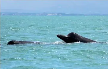  ?? CAWTHRON INSTITUTE ?? Four Arnoux’s beaked whales – a species rarely seen close to shore – captivated onlookers when they graced Nelson’s harbour last week.