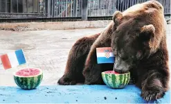  ?? PHOTO: REUTERS ?? Buyan, a male Siberian brown bear, chooses Croatia while attempting to predict the result of the FIFA World Cup final match between France and Croatia