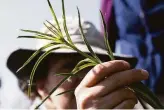  ?? ?? Biologist Angela Laws inspects milkweed plants while looking for monarch eggs.