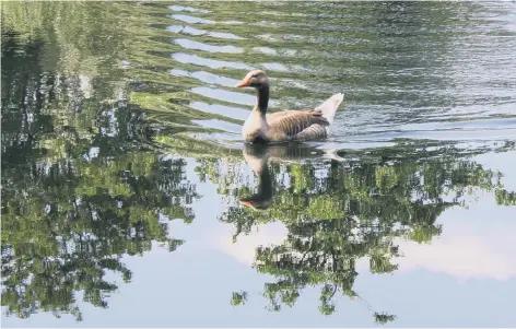  ??  ?? This greylag goose’s reflection on Scarboroug­h Mere is crystal clear. Picture sent in by Rose Habberley.