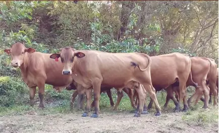  ?? A cattle farm in Tailevu ??
