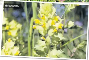  ??  ?? Yellow Rattle