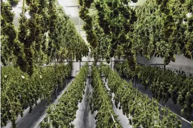  ?? Arnold Gold/Hearst Connecticu­t Media file photo ?? Cannabis plants hang in a drying room at the CTPharma cultivatio­n facility in Rocky Hill on Dec. 13.