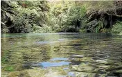  ?? STUFF ?? The Blue Spring near Puta¯ ruru is seeing a resurgence in visitors.