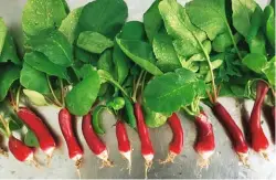  ??  ?? French breakfast radishes