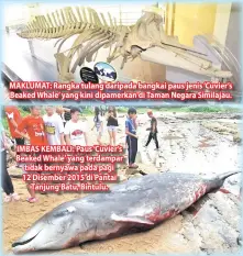  ??  ?? MAKLUMAT: Rangka tulang daripada bangkai paus jenis ‘Cuvier’s Beaked Whale’ yang kini dipamerkan di Taman Negara Similajau. IMBAS KEMBALI: Paus ‘Cuvier’s Beaked Whale’ yang terdampar tidak bernyawa pada pagi 12 Disember 2015 di Pantai Tanjung Batu, Bintulu.