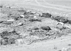  ?? Associated Press ?? ■ This Thursday photo shows dozens of horse carcasses lying in a dry watering hole near Cameron, Ariz. A couple of miles off the highway through northern Arizona is one of the most stark examples of the toll that drought has taken on the region: more...