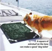  ??  ?? A square of astroturf on the bow can make a good ‘dog toilet’