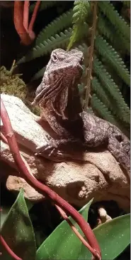  ?? PHOTOS COURTESY OF GREATER CLEVELAND AQUARIUM ?? A frilled lizard is a newcomer to the Greater Cleveland Aquarium.