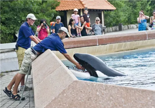  ?? PHOTO D’ARCHIVES, GETTY IMAGES ?? Kiska dans son bassin, en train de se faire nourrir par un employé du parc Marineland en Ontario, au mois de juillet 2012.