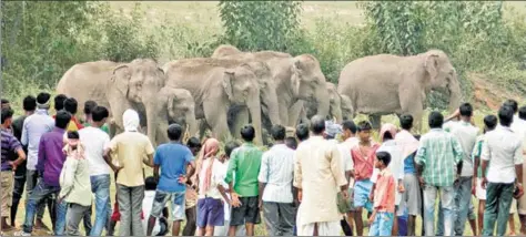  ?? SANJOY DEY/HT FILE ?? Villagers surround a herd of wild elephants that strayed into Sonahatu village under Bundu block in Ranchi district in June 2015.