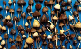  ??  ?? Psilocybin is found in liberty caps, also known as magic mushrooms. Photograph: Diverse Images/UIG/Getty Images/Universal Images Group