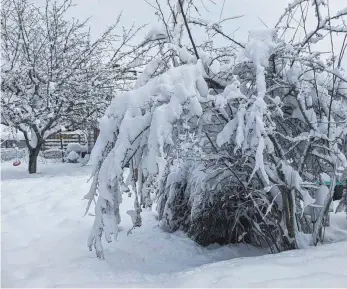  ?? FOTO: SABINE FELKER ?? Äste sind oft erstaunlic­h flexibel und geben unter der Schneelast nach. Doch brechen große Äste ab, muss der Gartenbesi­tzer eingreifen, um größeren Schaden zu verhindern.