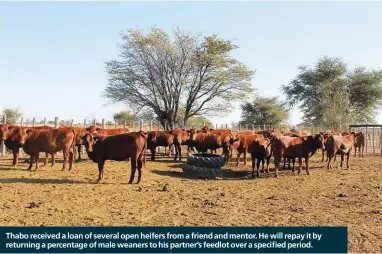  ?? ?? Thabo received a loan of several open heifers from a friend and mentor. He will repay it by returning a percentage of male weaners to his partner’s feedlot over a specified period.