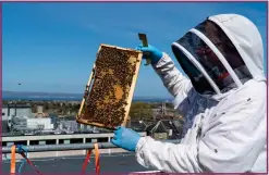  ??  ?? Eden Locke on George Street now has four hives on its roof