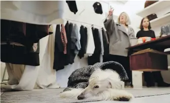  ??  ?? Fashion designer Giovanna Temellini, top, talks as her dog Ulisse, an Afghan greyhound, wears one of her creations, at the Temellini boutique in Milan, Italy. Milan has long been known for its pret-aporter. Now pooch owners want in with a new line of...