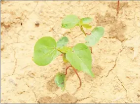  ?? ?? Cotton thrives in a Hinds County, Mississipp­i, field on May 24, 2022. Between 90% and 95% of the state’s crop was planted as of May 23. (Photo by Mississipp­i State University Extension Service/susan Collins-smith)