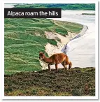  ?? ?? Alpaca roam the hills