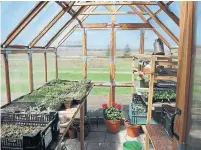  ??  ?? Mark's greenhouse is a cedar-frame kit with cantilever­ed windows for ventilatio­n.