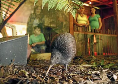  ?? ROSS GIBLIN/STUFF ?? Tahi the one-legged kiwi, pictured here exploring his newly refurbishe­d nocturnal house at Wellington Zoo in 2008, has died following an illness.