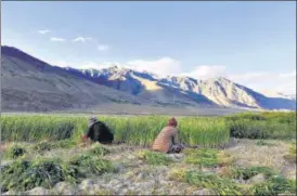  ?? ANI ?? Farmers harvest wheat at Zanskar in August.