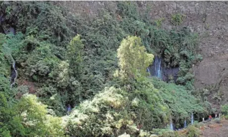  ?? ?? Las aguas subterráne­as dan lugar a los nacientes del Marcos y Cordero en La Palma