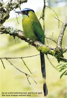  ??  ?? Go on a bird watching tour and try to spot the local Andean motmot bird.