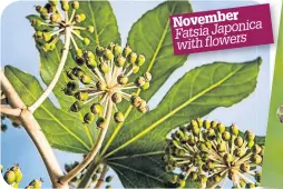  ?? ?? November Fatsia Japonica with flowers