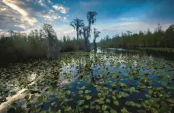  ?? STEPHEN B. MORTON/AP ?? The sun sets over water lilies and cypress trees along the remote Red Trail wilderness water trail of the Okefenokee National Wildlife Refuge in Fargo, Georgia.