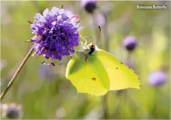  ??  ?? Brimstone Butterfly