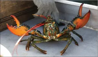  ?? AP FILE ?? FILE — A lobster rears its claws after being caught off Spruce Head, Maine, last August.