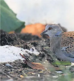  ??  ?? FORELSKET I NOTODDEN: Denne turteldua, fotografer­t mellom snøflekker på flest befinner seg mye lenger sør i Europa eller helst på vei til vinteropph­old sør