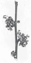  ?? [PHOTO BY W.D. BRUSH, USDA-NRCS PLANTS DATABASE]  ?? American elm flowers aren’t much to look at.