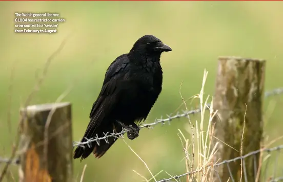 Welsh licences ‘devastatin­g’ for the most at-risk species - PressReader