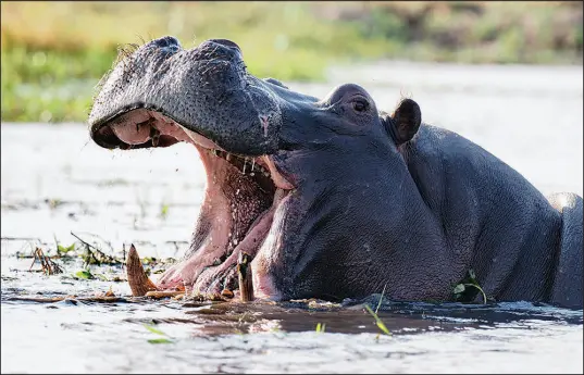  ?? NICOLAS MATHEVON VIA THE NEW YORK TIMES ?? A hippo’s “wheeze honk” can be heard more than a half-mile away, and their verbal repertoire includes grunts, bellows and squeals.